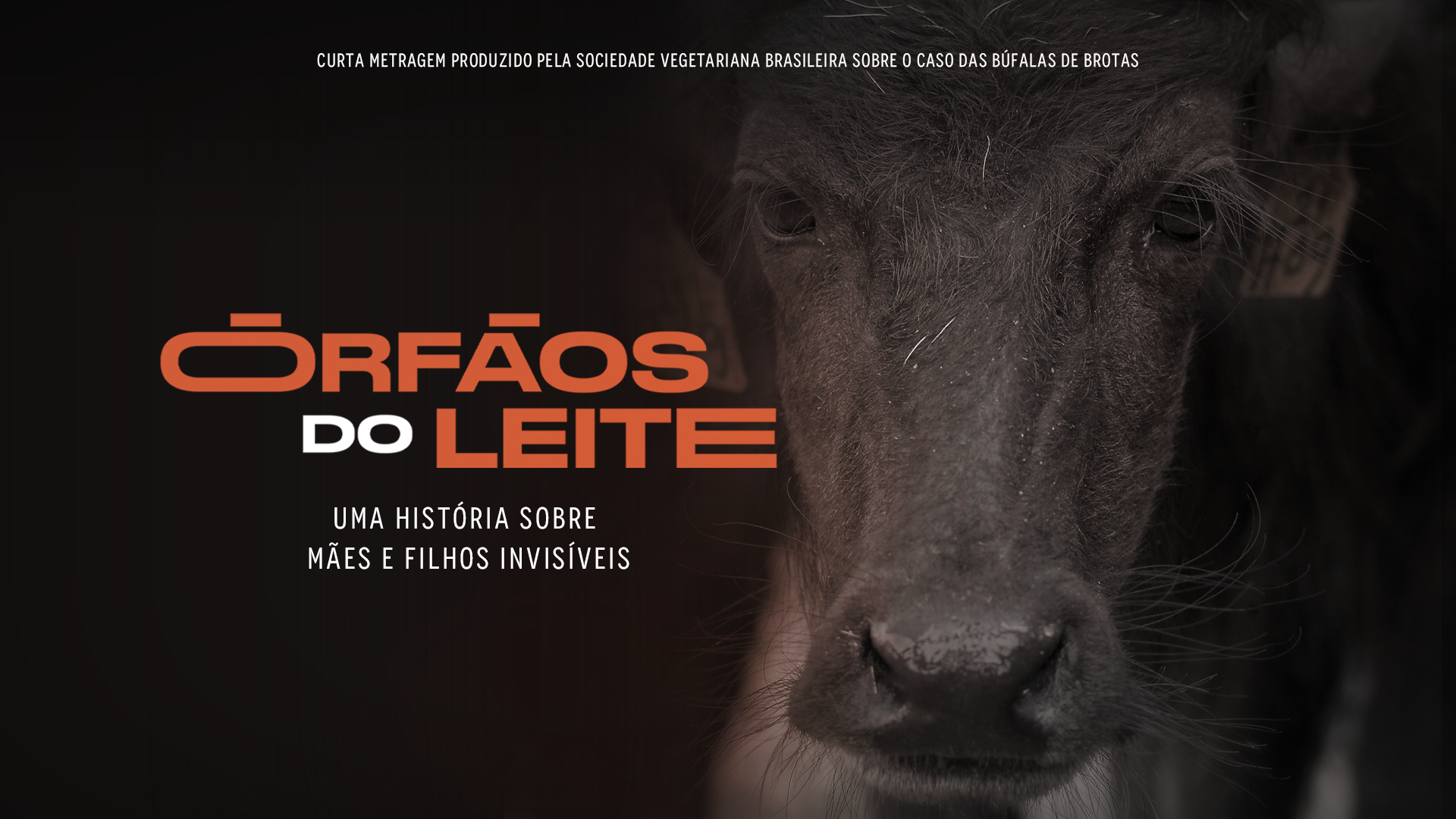SVB reconta caso das búfalas de Brotas em curta-metragem emocionante sobre os Órfãos do Leite