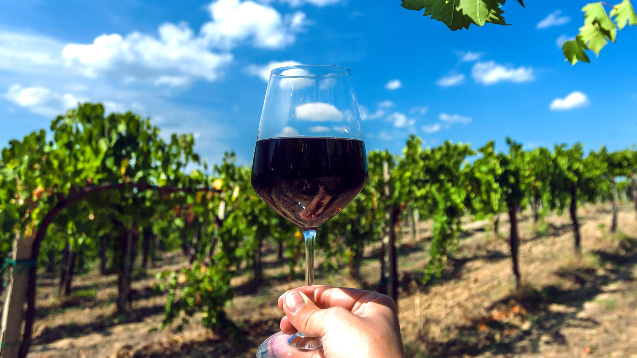 Wine celebra o Dia Internacional da Tannat com uma seleção especial de vinhos uruguaios