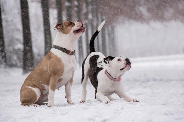 Cachorro no frio: o que fazer - e o que a Ciência diz?