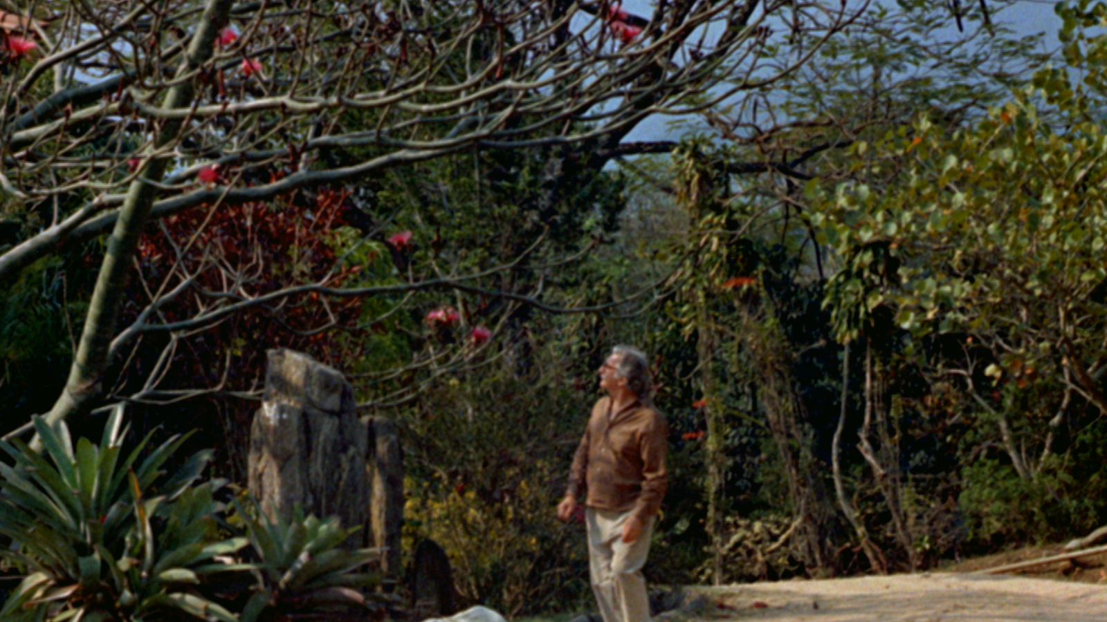 Arte, natureza e pensamento: filme propõe olhar sobre Burle Marx