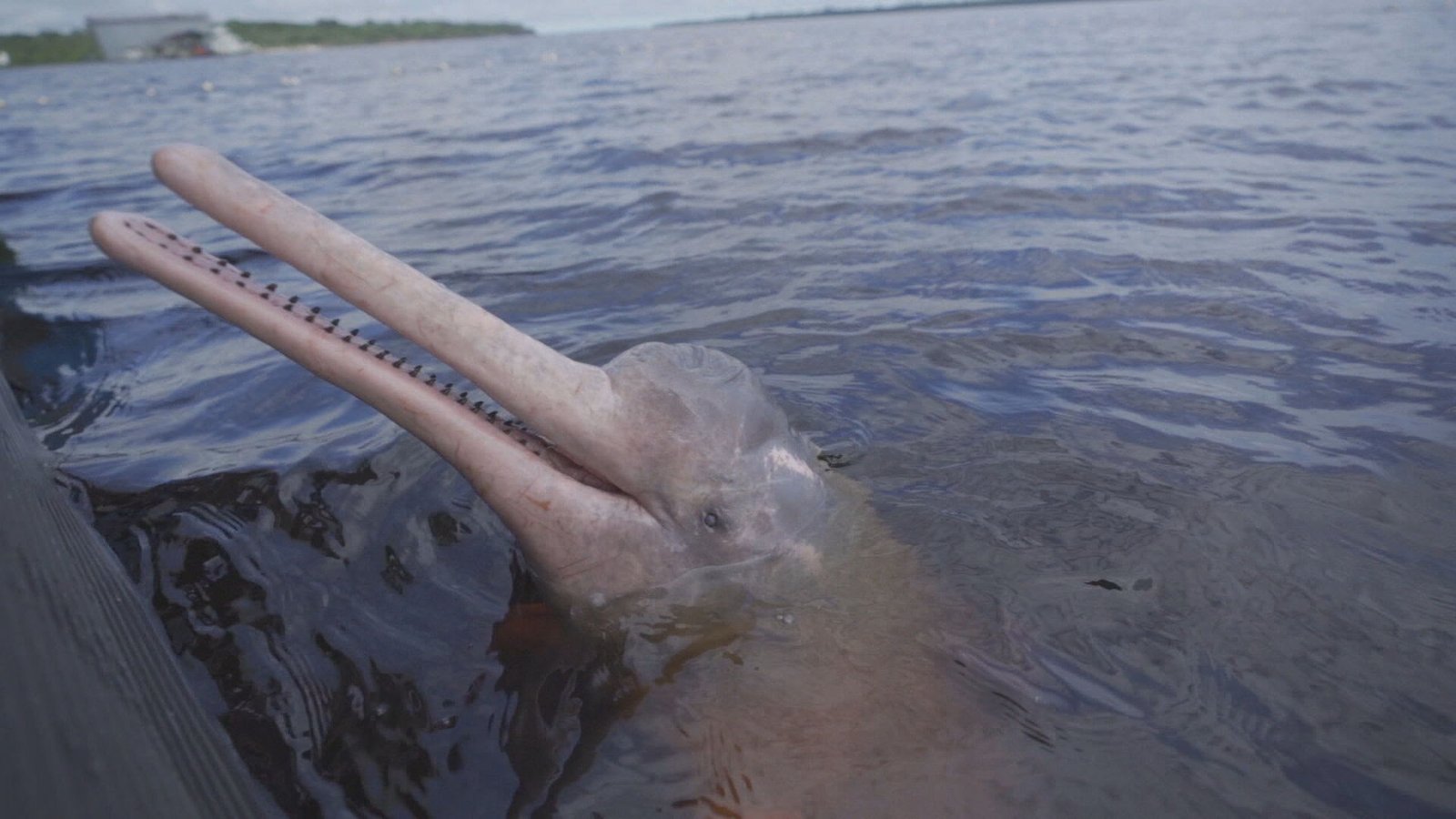 “CNN Viagem e Gastronomia” apresenta experiências sensoriais na Amazônia - imagem 3
