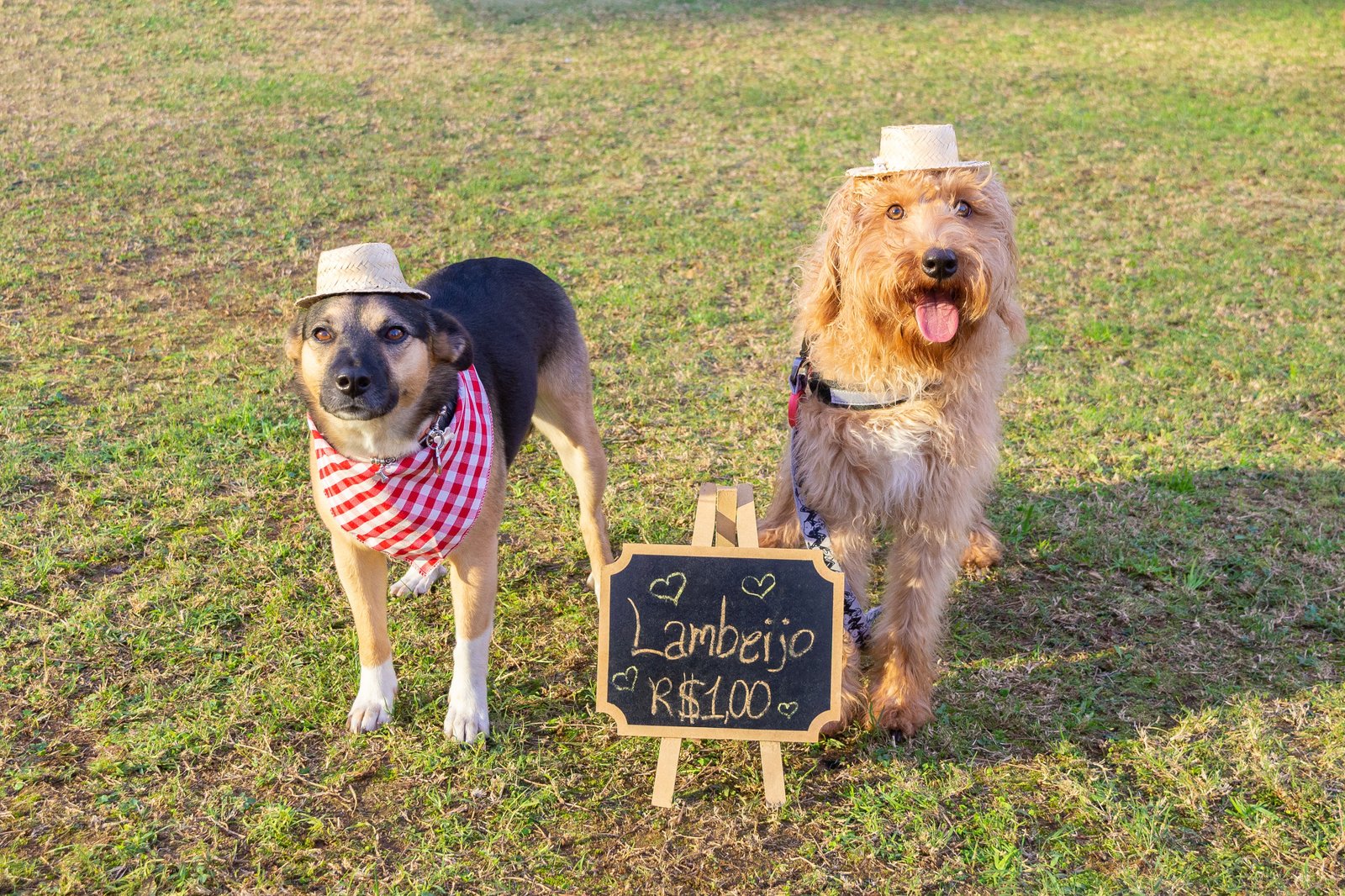 Pets ganham festa Julina consciente na Faria Lima em São Paulo com entrada gratuita - imagem 6
