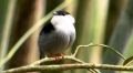 Diversidade de aves é um dos destaques da série “Terra Brasilis”, especial de 25 anos do Terra da Gente