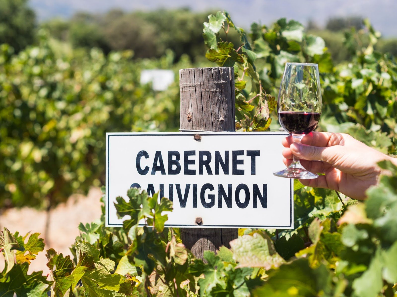 Cabernet Sauvignon: a uva tinta mais bem-sucedida do mundo
