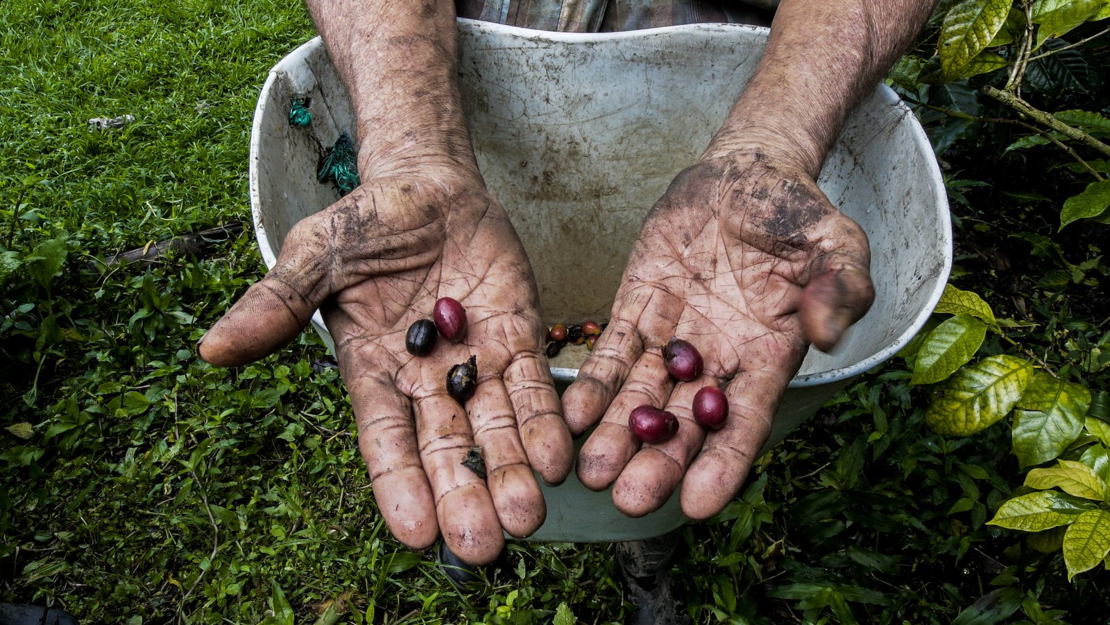 Por que o café colombiano é tão reconhecido em todo o mundo? - imagem 3