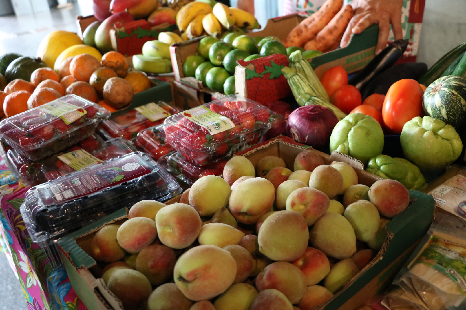 Feira livre de produtos sustentáveis ocupa a Praça do Sesc Avenida Paulista - imagem 2