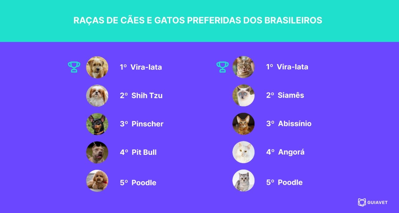 Pesquisa revela que cães e gatos vira-latas são os preferidos dos brasileiros - imagem 2