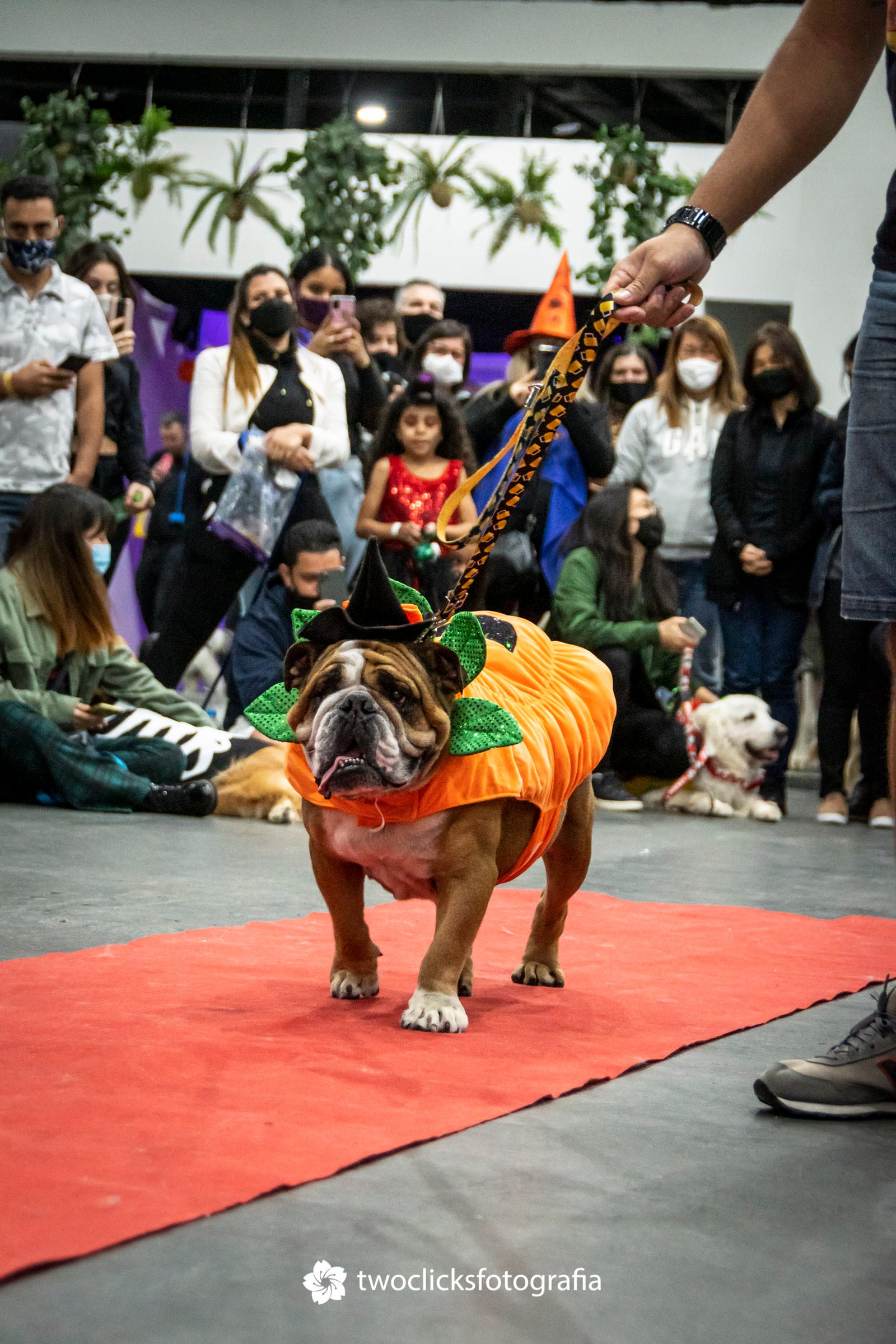 Cachorródromo promove Halloween para pets e tutores - imagem 3