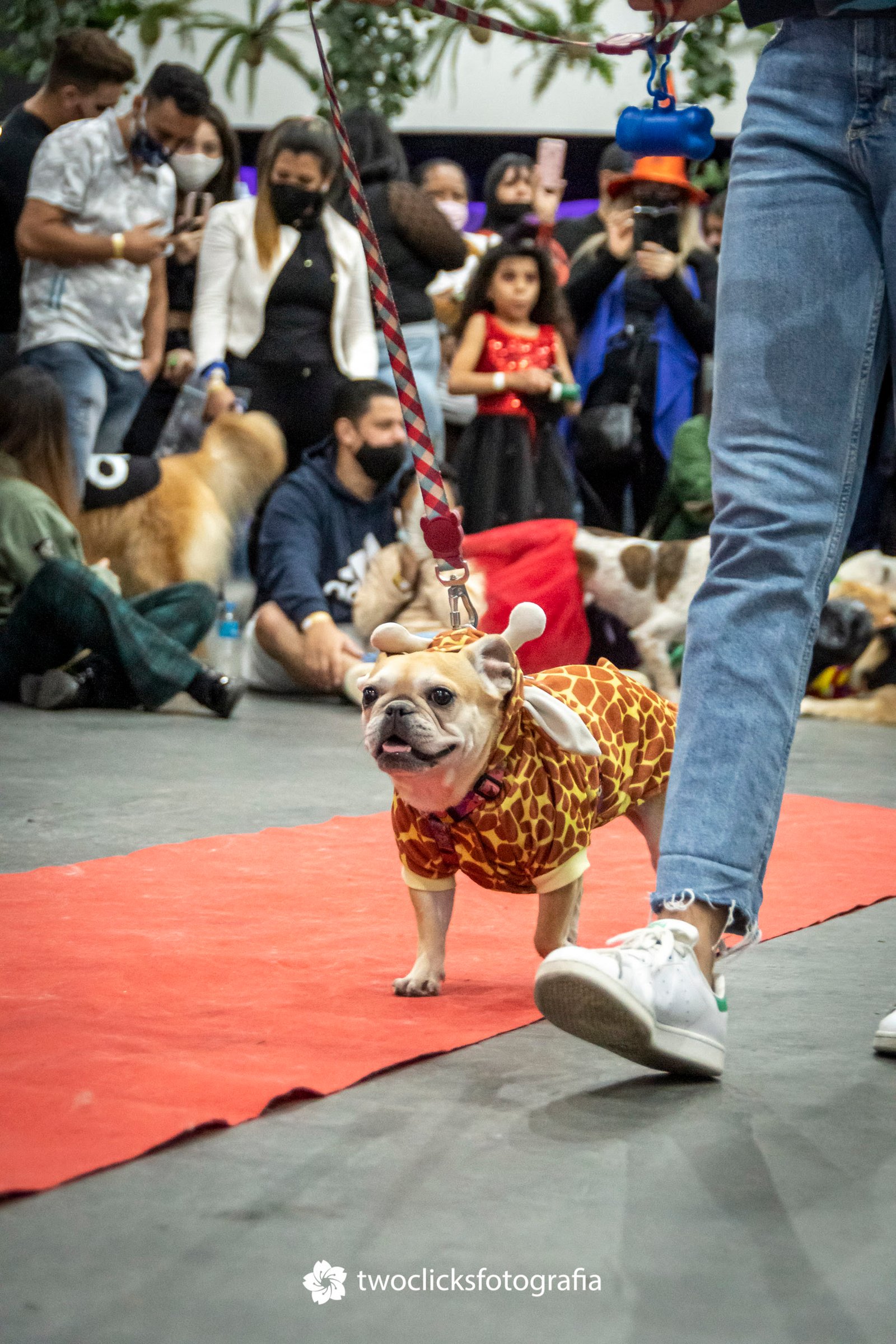 Cachorródromo promove Halloween para pets e tutores - imagem 4