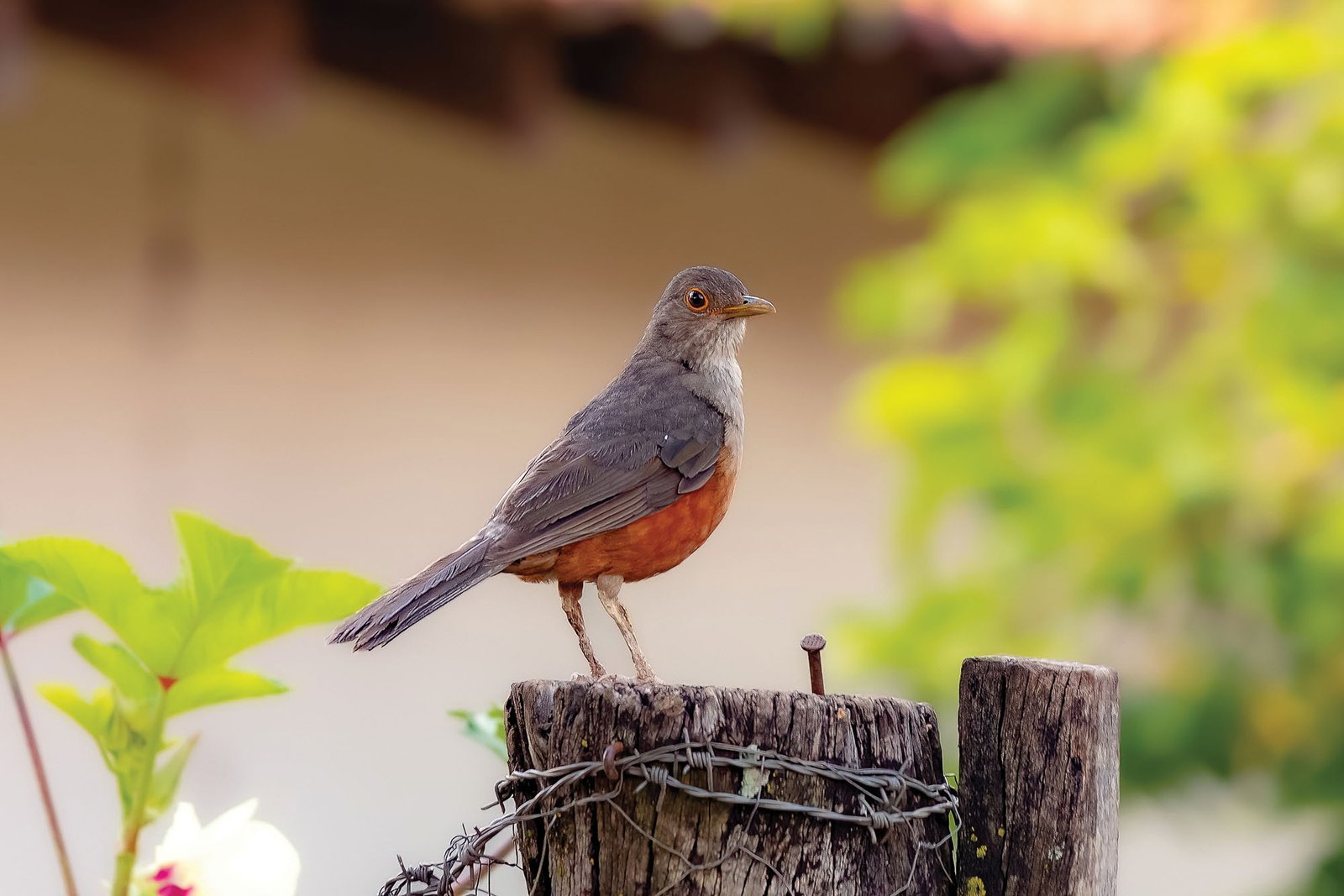 São Paulo possui ampla fauna de animais silvestres que reconecta os paulistanos com a natureza