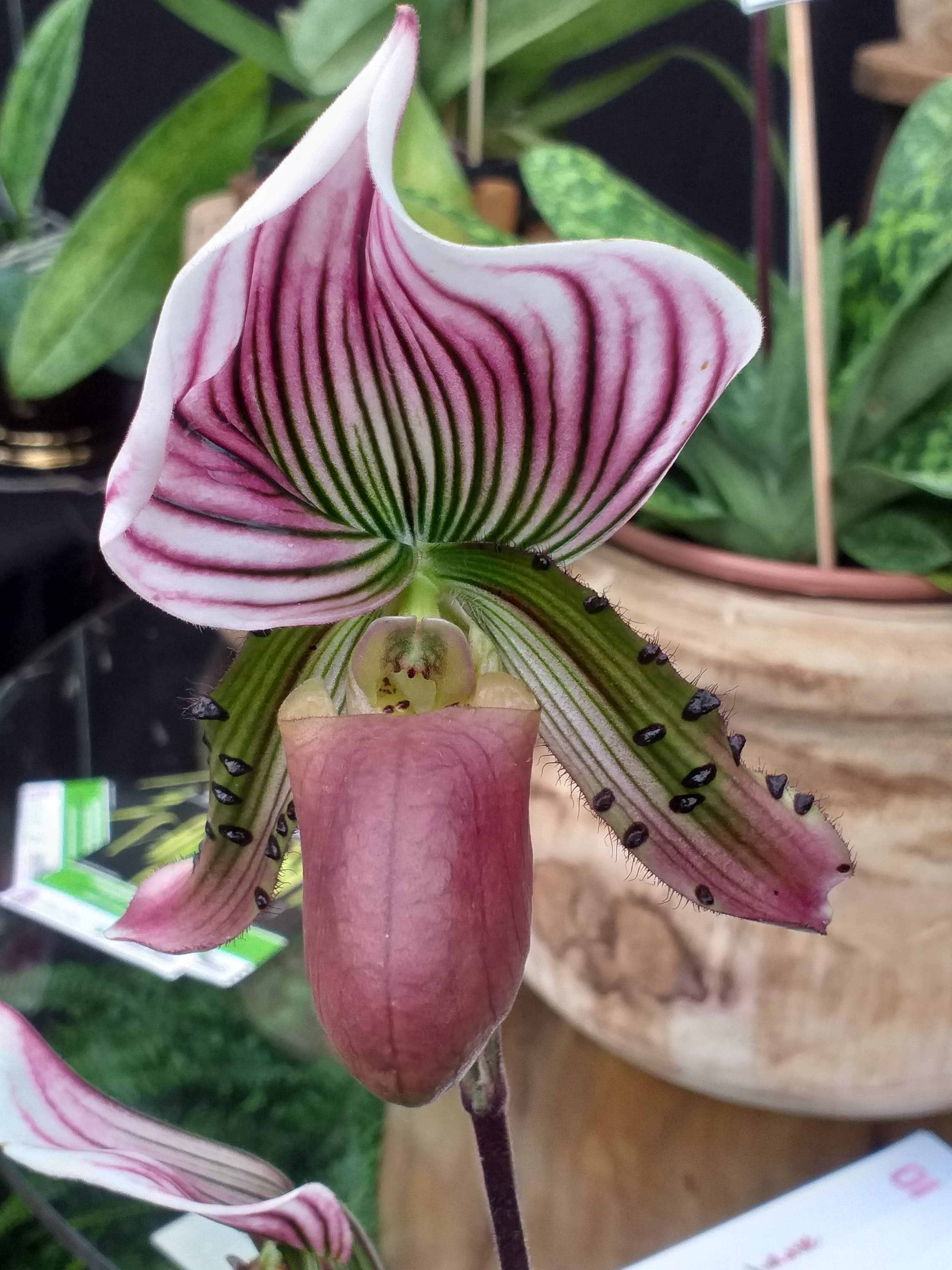 São Paulo terá oficinas gratuitas para cultivadores de orquídeas - imagem 2