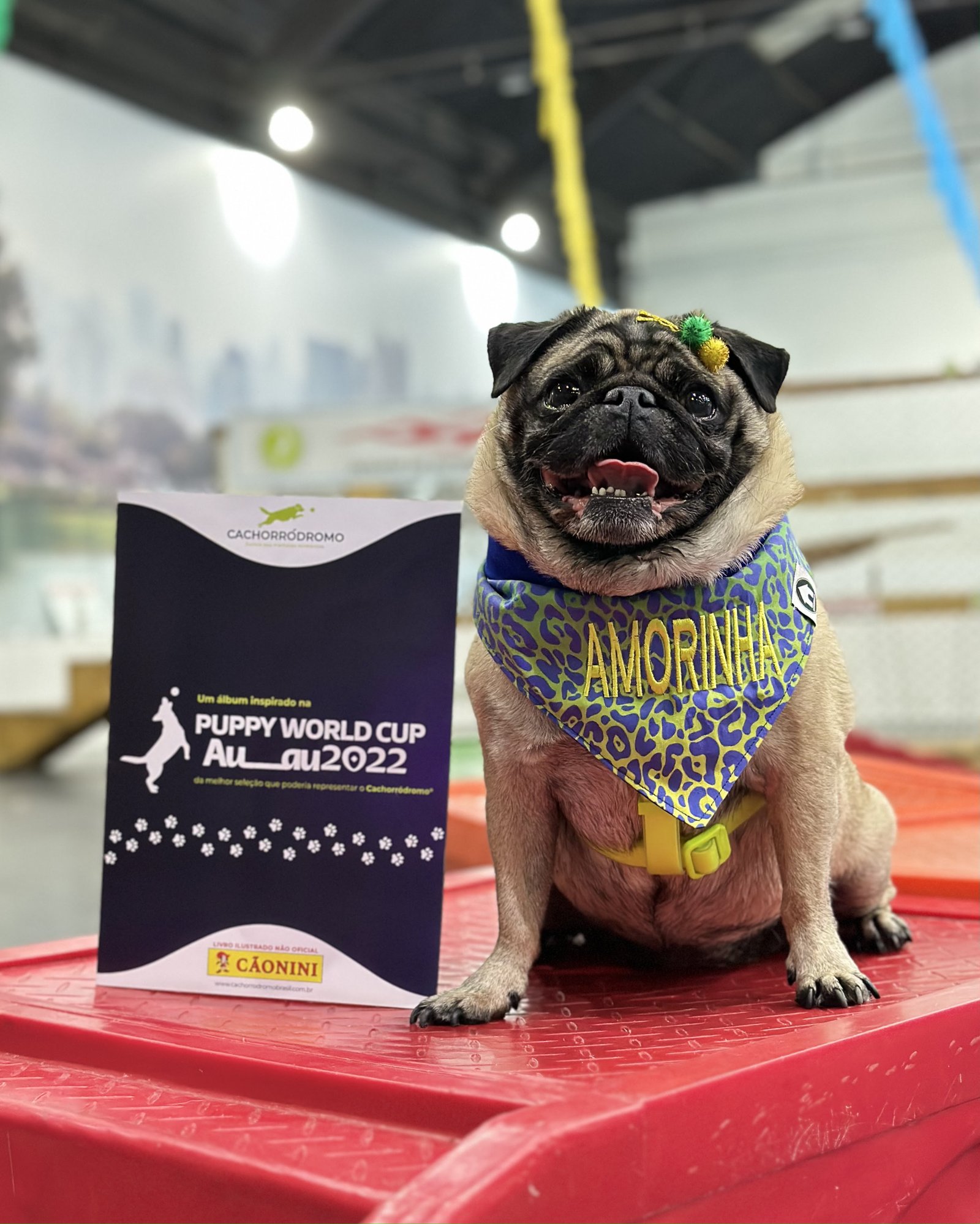 Cachorródromo lança álbum de figurinhas pets