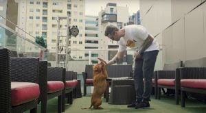 Animal Rock Day: aulas de adestramento gratuitas no Hard Rock Cafe Curitiba