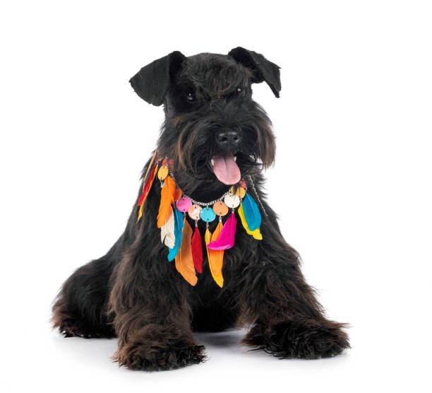 Cachorródromo® convida tutores para curtir a folia com seus pet - imagem 2