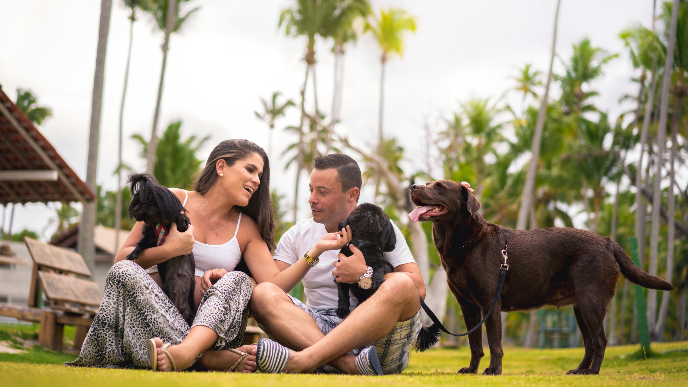 Unindo Tecnologia e Inovação para Promover Soluções Gratuitas à Causa Animal - imagem 2