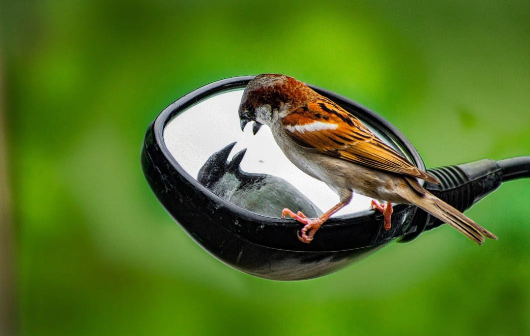 Desafio da Natureza Urbana 2023
