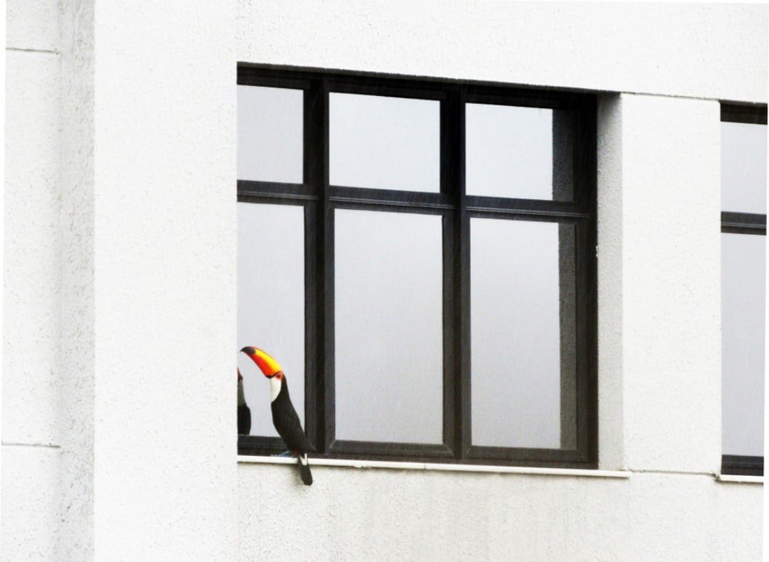Desafio da Natureza Urbana 2023 - imagem 2