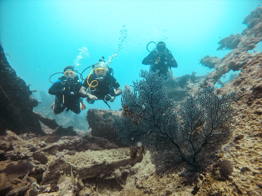 Série "Amar o Mar" apresenta, em sua quinta temporada, as maravilhas submersas dos Chapeirões de Abrolhos, no - imagem 2