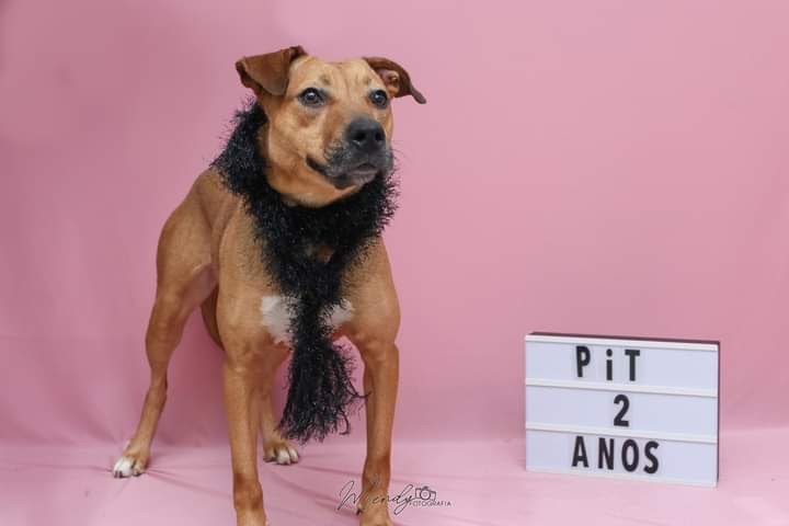 Shopping Vila Olímpia anuncia: Vem aí mais uma Feira de Adoção de Cães & Gatos com a ONG PATRE - imagem 4