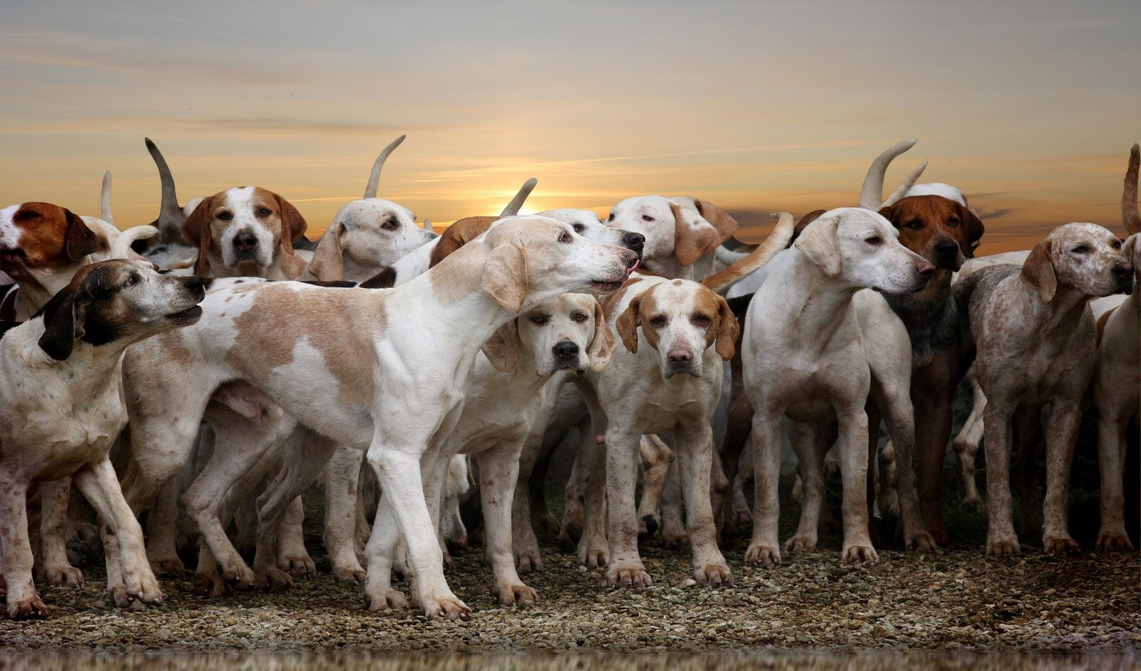 Cãominhada beneficente reúne pets no estacionamento do Londrina Norte Shopping - imagem 2