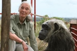 Dra.Jane Goodall vem ao Brasil para uma noite de inspiração na Unibes Cultural