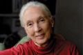 Dra.Jane Goodall vem ao Brasil para uma noite de inspiração na Unibes Cultural - imagem 3