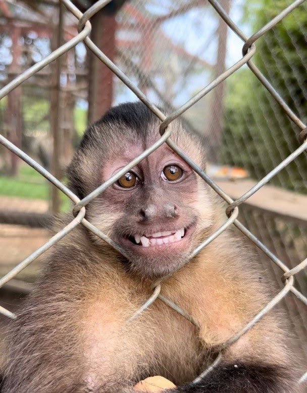 Instituto Libio: Alerta para a Gravidade do Tráfico de Animais Silvestres e seu Impacto Devastador na - imagem 2