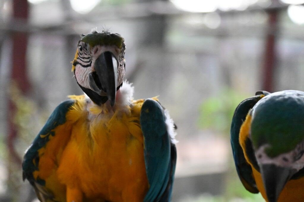Instituto Libio: Alerta para a Gravidade do Tráfico de Animais Silvestres e seu Impacto Devastador na - imagem 3