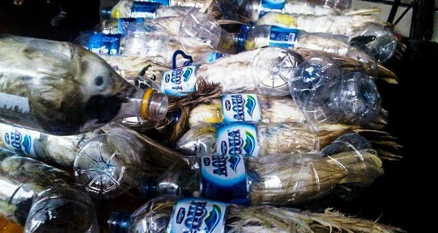 Instituto Libio: Alerta para a Gravidade do Tráfico de Animais Silvestres e seu Impacto Devastador na - imagem 4
