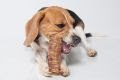 Neste domingo: 1ª Expo Pets Brasil acontece na Paulista - imagem 2