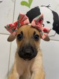 Semana Mundial dos Animais: Feira de Adoção Pet leva cachorros disponíveis para novo lar ao Botafogo Praia - imagem 2