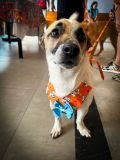 Semana Mundial dos Animais: Feira de Adoção Pet leva cachorros disponíveis para novo lar ao Botafogo Praia - imagem 3