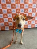 Semana Mundial dos Animais: Feira de Adoção Pet leva cachorros disponíveis para novo lar ao Botafogo Praia - imagem 4